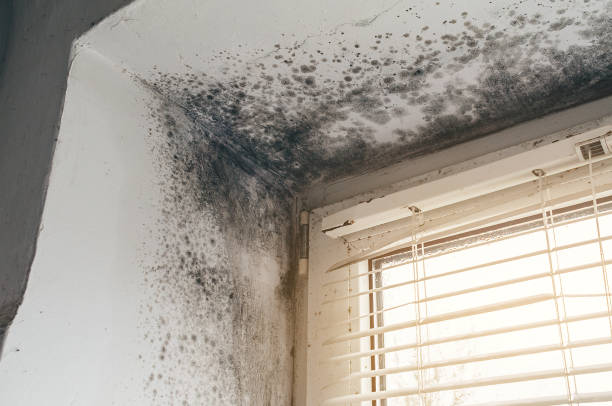 Affordable Mold Inspection And Testing solutions in Marsteller, PA